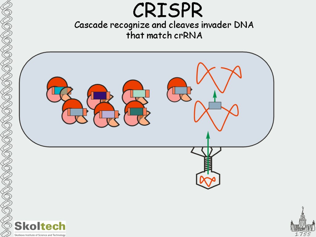 Cascade recognize and cleaves invader DNA that match crRNA CRISPR